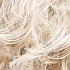 champagne rooted